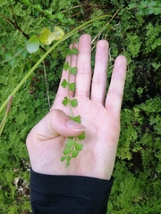 Anisotome aromatica
