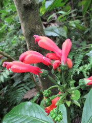 Centropogon vaughianus