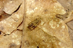 Olethreutes ferrolineana