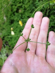 Anisotome aromatica