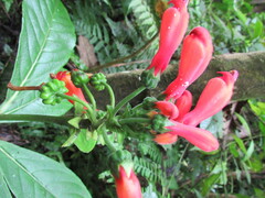 Centropogon vaughianus