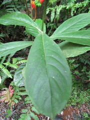 Centropogon vaughianus