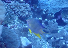 Amblyglyphidodon aureus