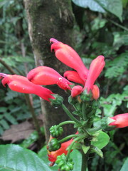 Centropogon vaughianus