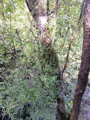 Coprosma linariifolia