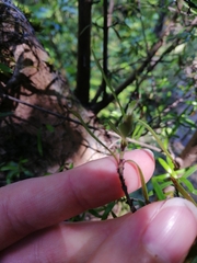 Coprosma linariifolia
