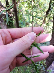 Coprosma linariifolia