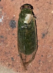Chlorocysta vitripennis