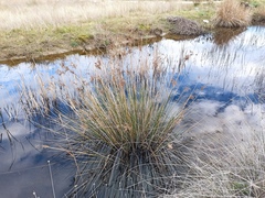 Juncus maritimus