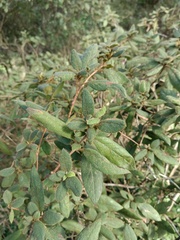Rhododendron oldhamii