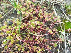 Euphorbia helioscopia