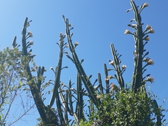 Cereus