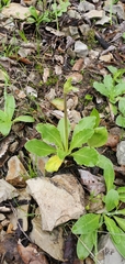 Primula clevelandii