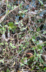 Olearia fragrantissima