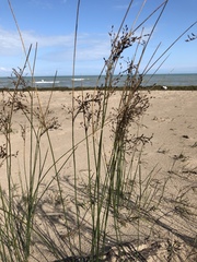 Juncus balticus littoralis