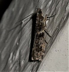 Ephestiopsis oenobarella