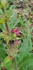 Salvia spathacea