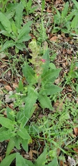 Salvia spathacea