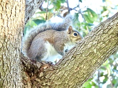Sciurus carolinensis