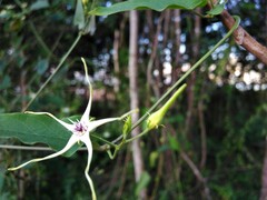 Oxypetalum mosenii
