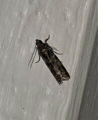 Ephestiopsis oenobarella