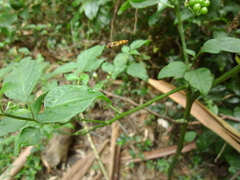 Episyrphus viridaureus