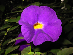 Thunbergia