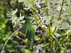 Polysarcus zacharovi