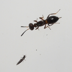 Eupelmus vesicularis