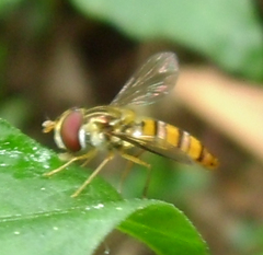 Episyrphus viridaureus