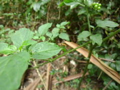 Episyrphus viridaureus