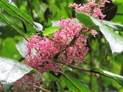Urera baccifera