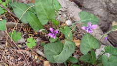 Viola confusa