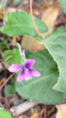Viola confusa
