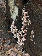 Chondrostereum purpureum