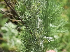 Artemisia austriaca