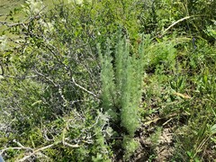 Artemisia austriaca