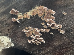 Chondrostereum purpureum