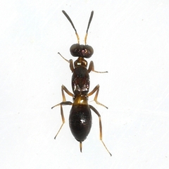 Eupelmus vesicularis