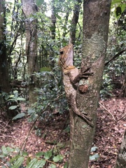 Lophosaurus spinipes