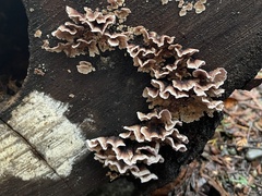 Chondrostereum purpureum