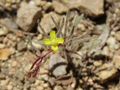 Camissonia pusilla