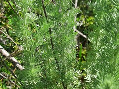 Artemisia austriaca