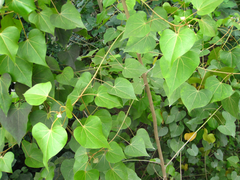 Magnoliopsida