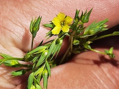 Linum corymbulosum
