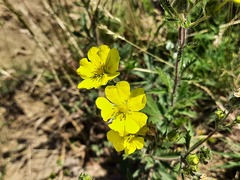 Potentilla recta