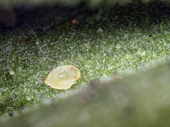 Bemisia argentifolii