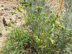Linum corymbulosum