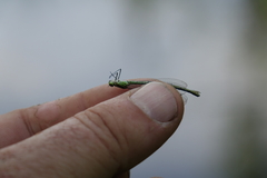 Coenagrion