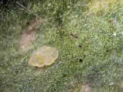 Bemisia argentifolii